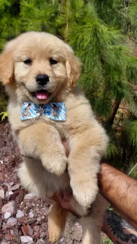 Golden Retriever macho