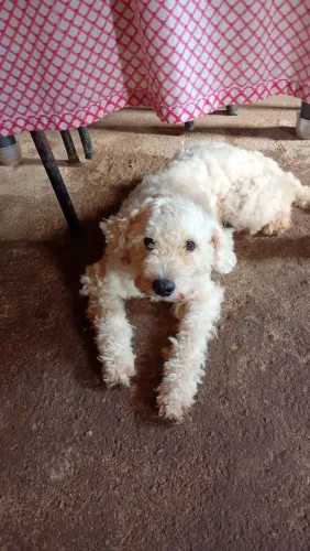 Filhotes de Poodle N 2
