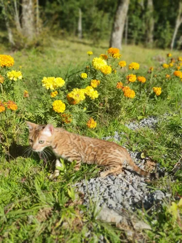 Gato bengal