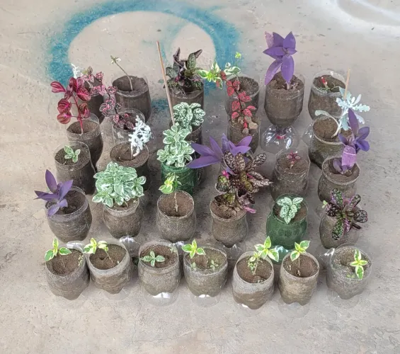 Plantas diversas para mesa 1=R$10,00,  3=R$25,00