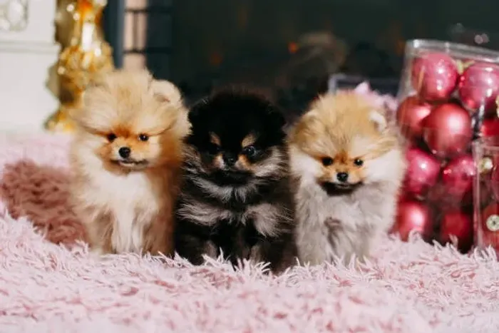 Lindos Filhotes Spitz Alemão ?