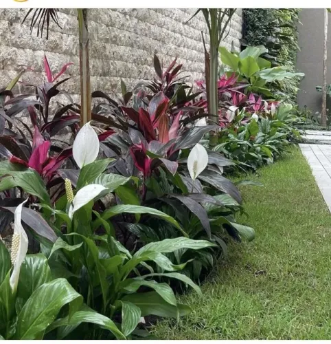 jardineiro, toda quinta