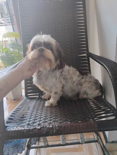 Linda fêmea de Shitzu cruzada