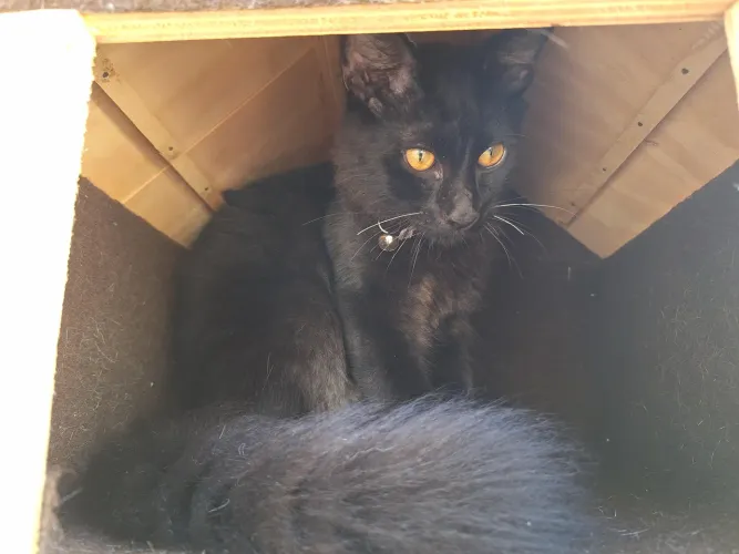 Doação Gato Mestiço com Angorá Cor Preta