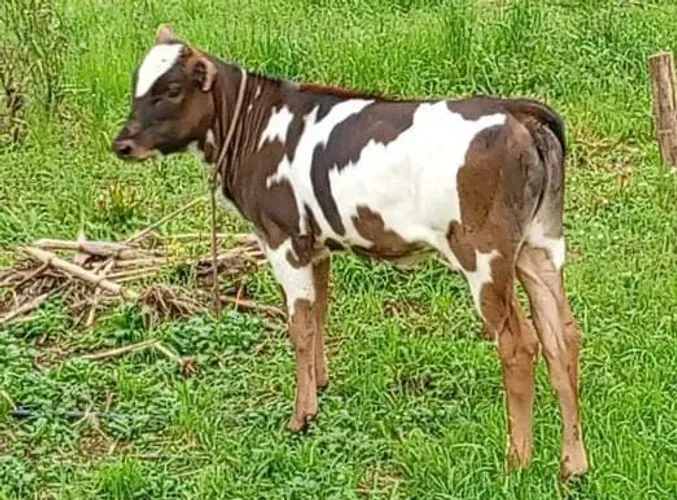 Bezerra desmamada