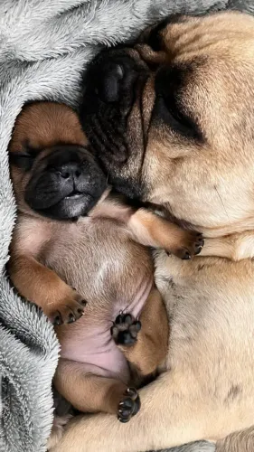 Buldogue Francês