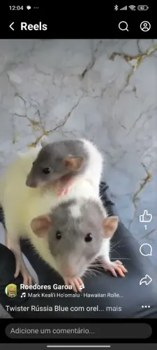 Roedores rato Twister para pet