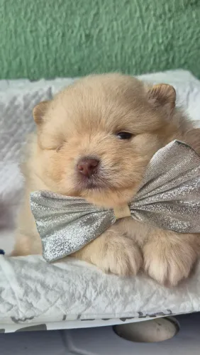 Spitz alemão disponível ja vacinados enviamos até você.