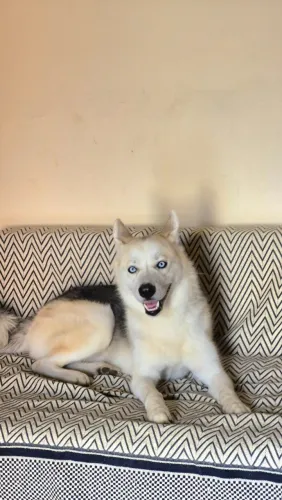 Namoro de cachorro