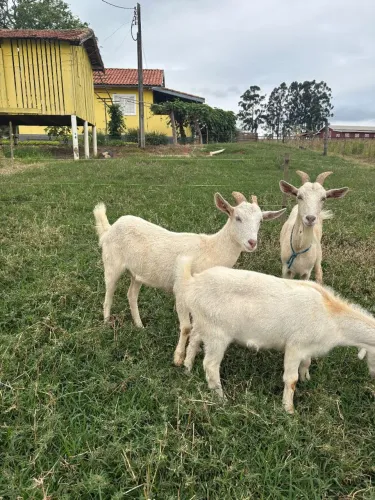 Cabras a venda
