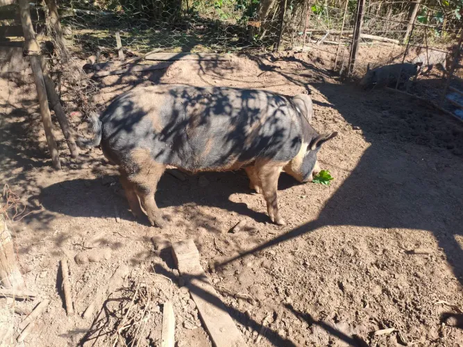 Porco