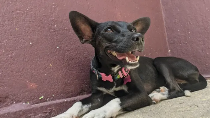 Cadela para adoçao
