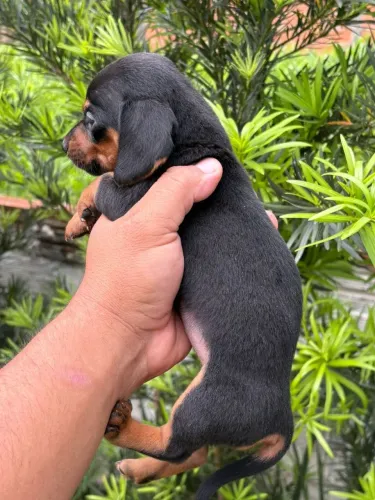 FILHOTE DASHCHUND PRETO