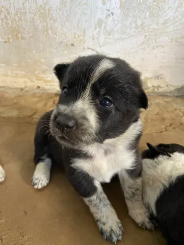 Border Collie filhotes 