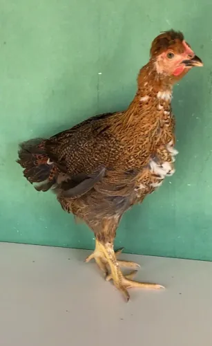 Frangos GSB
