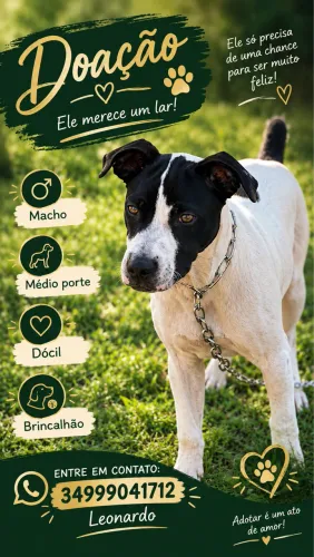 Doação cachorro 