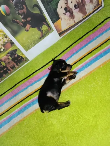 Pinscher miniatura macho