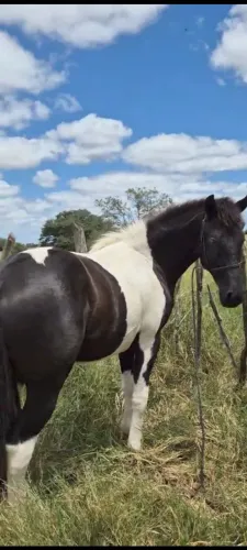Potro mangalarga pampo de preto
