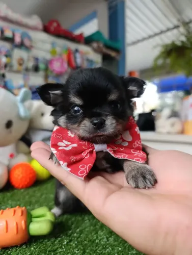 Chihuahua machos