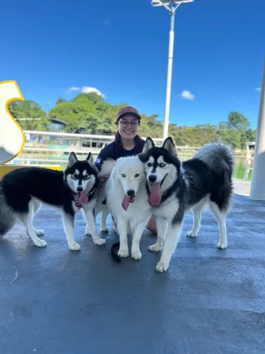 Husky siberiano a procura de namorada
