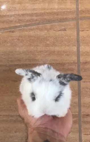 Animais