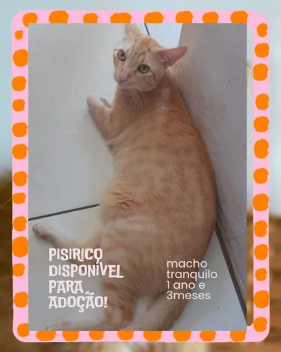 Adoção 
