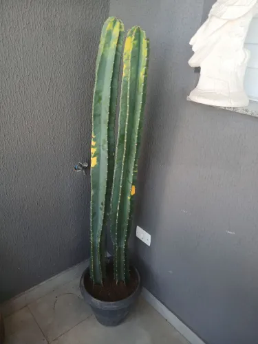 Cacto ? ? ? 