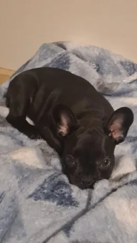 Vende-se Bulldog Francês