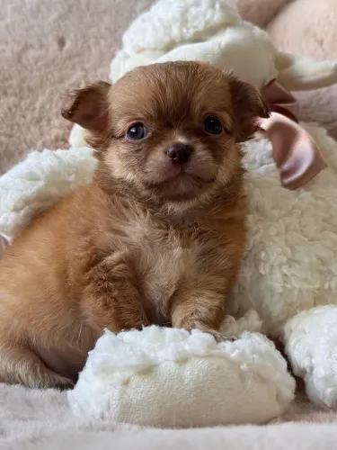 Chihuahua Macho- Para quem procura um eterno amigo cheio de Ternura!
