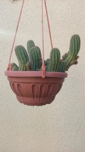 Cacto
