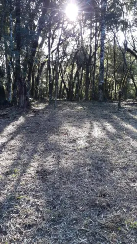 Terreno - Bairro Pinheiro Grosso 02