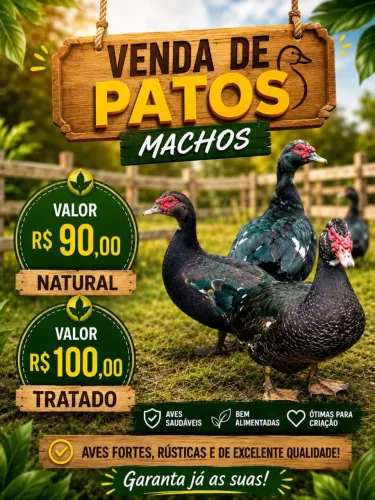 Vendas de aves
