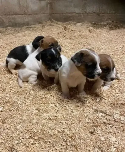 LINDOS FILHOTES DISPONIVEIS