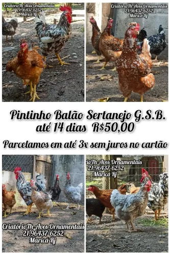Pintinho Balão Sertanejo GSB 