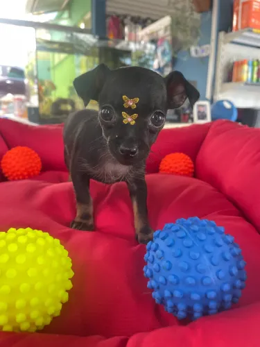 Pinscher fêmea black $2.200,00