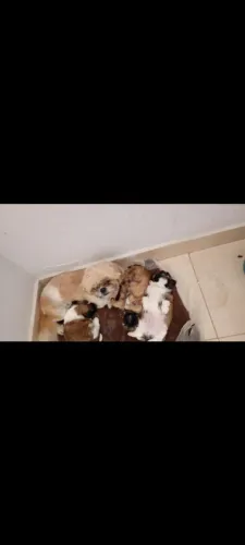 Cachorros raça Shitzu 