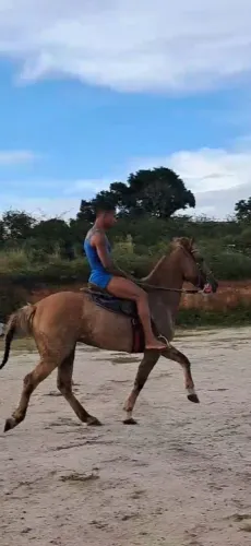 Cavalo 