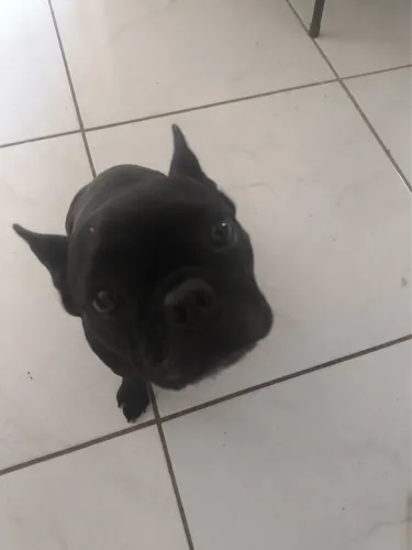 Buldogue francês black