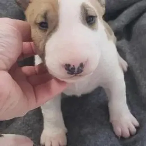 Bull Terrier,Bull Terrier Filhote Selecionado Alta Procedência