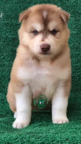 Husky siberiano Wolly