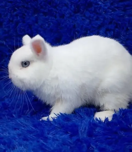 Lindos minis coelhos