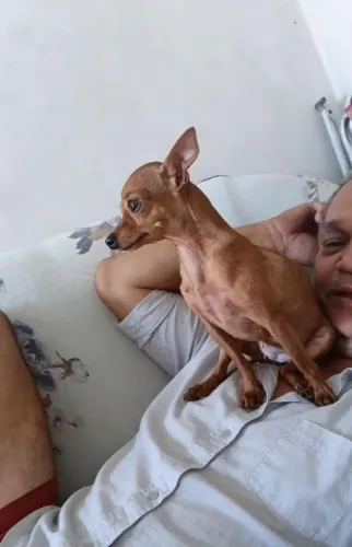 Pinscher  fêmia zero