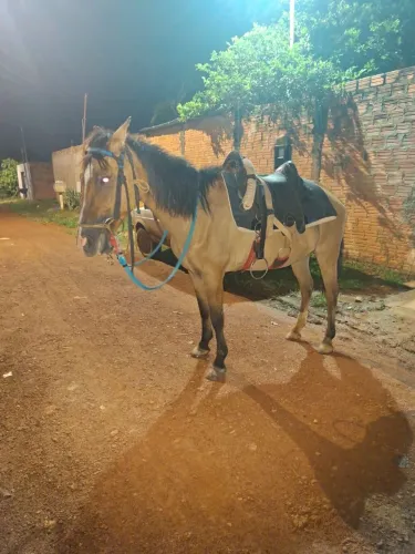 Égua mansa pra fazenda 