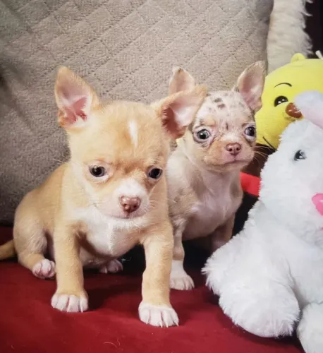 Vende se filhotes de chihuahua 