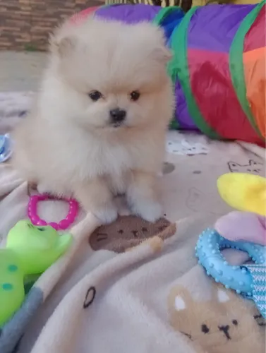 Filhote de Spitz Alemão com Vacinação Iniciada