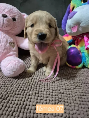 Golden Retriever Fêmeas e Machos( ler a descrição)