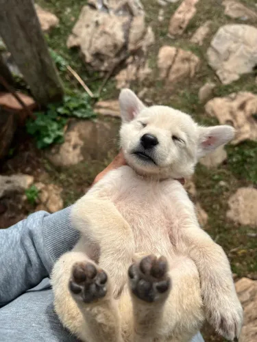 Cachorro filhote branco macho