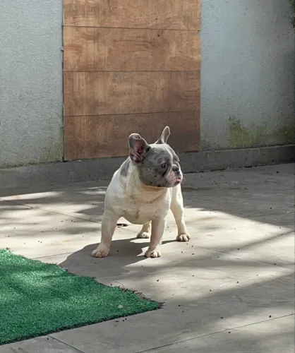 MACHO BULLDOG ADULTO ADOÇÃO