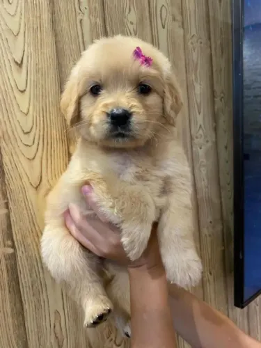 Golden Um filhotinho pronto para deixar tudo mais bonito