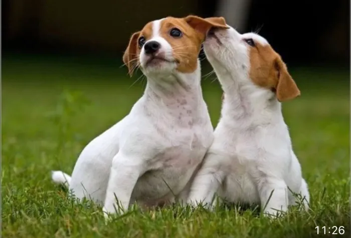 Jack Russel terrier